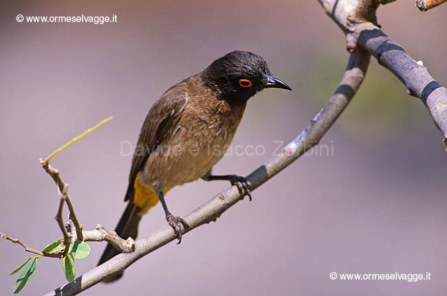 Bulbul occhiorosso 65-2-08